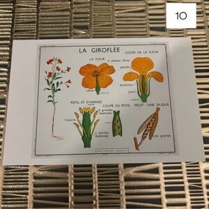 French Language Single Postcard Art Print - Vintage Botany - Clove 10